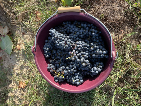 LA JOURNEE DES VENDANGES