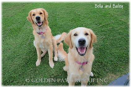 Bella and Bailey 21-2-2020 (3).png