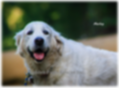 Screenshot (240).png