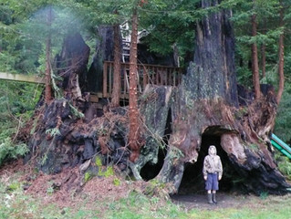 Saving Ancient Trees