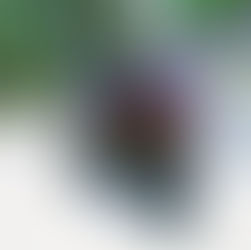 HONDA CBR1100XX TURBO