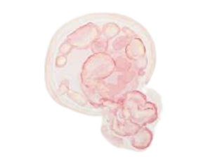pink embryo.png
