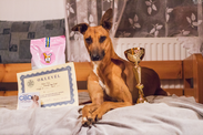 Dog Dancing Hungarian Open és Országos Bajnokság