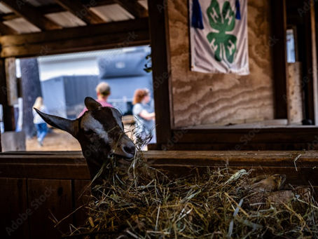 4-H Project Leaders Needed in Morris County