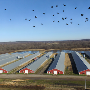 Avian Influenza Risk Rises with Fall Migration: How Poultry Farmers Can Prepare