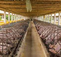Hog confinement