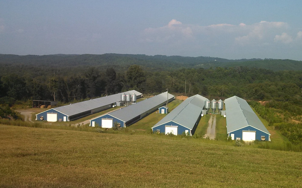 Poultry Farming Risks How to Mitigate Risk in Poultry Farming