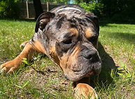 american bully