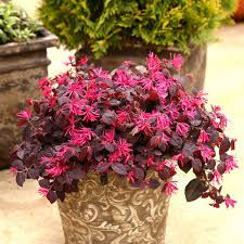 loropetalum.jpg