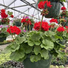 geranium.jpg