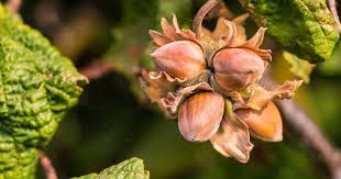hazelnut.jpg