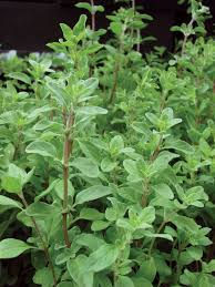 marjoram.jfif
