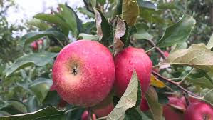 apple.jpg