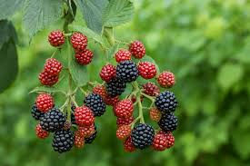blackberry.jpg