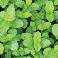 strawberry mint.jfif