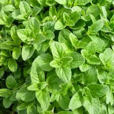 oregano.jfif