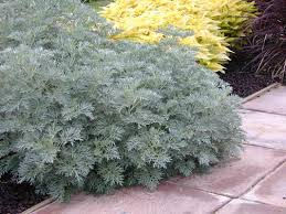 wormwood.jpg