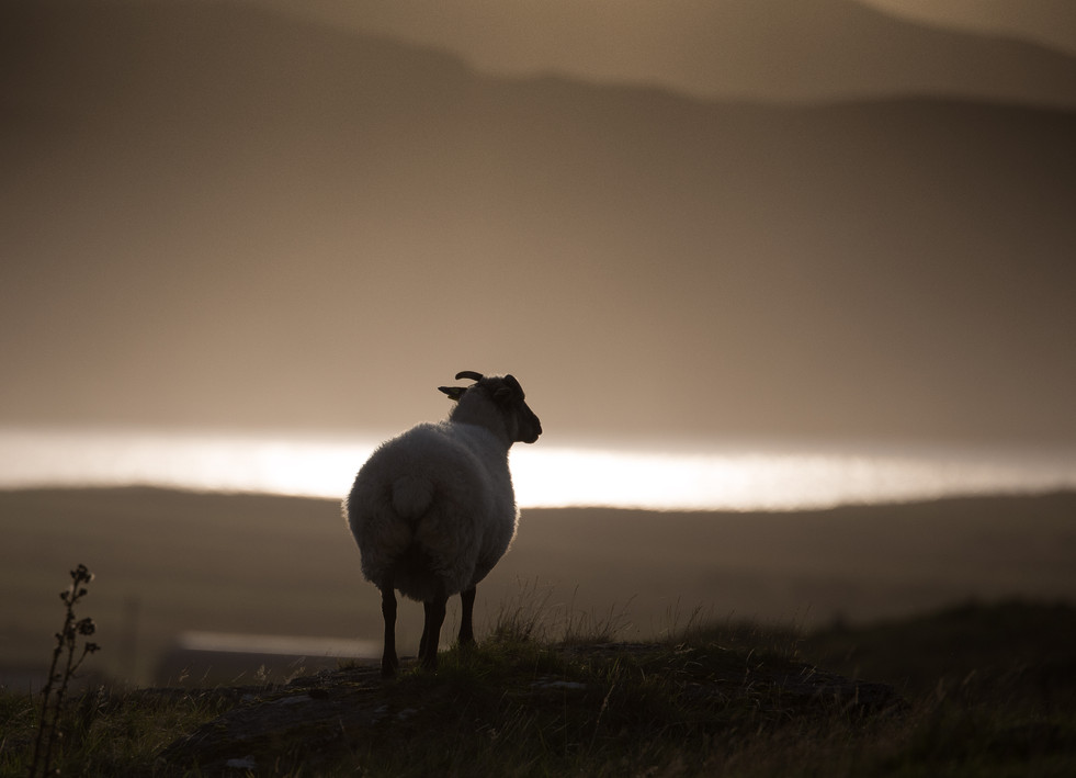 The Landscapers Sheep