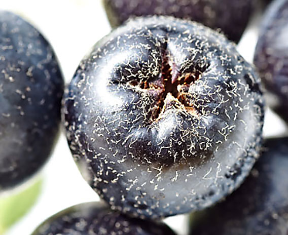 L'Aronia