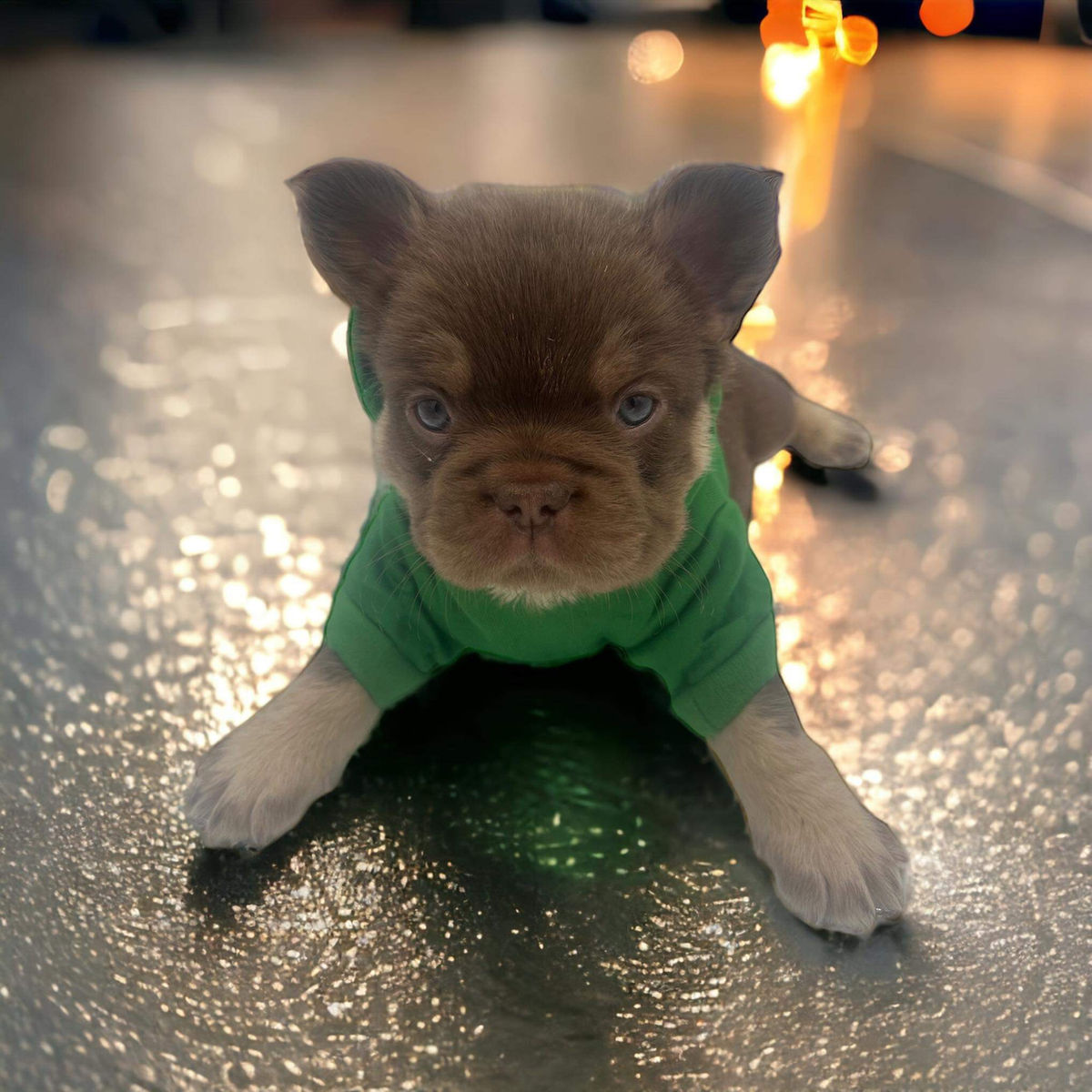 PFF Kennels
