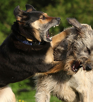 aggressive-hunde.jpg