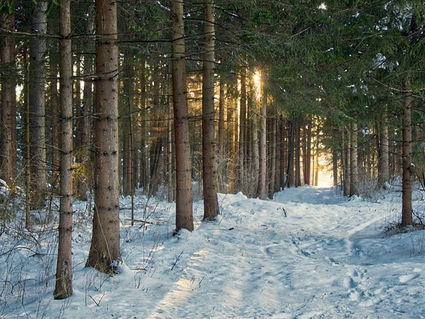 Maine Forest Collaborative February Newsletter