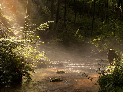 Maine Forest Collaborative Mid-June Newsletter