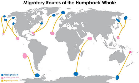 migratory routes of the humpback whale.jpeg