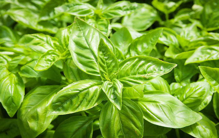 basil-iStock_84310823_XXXLARGE.jpg