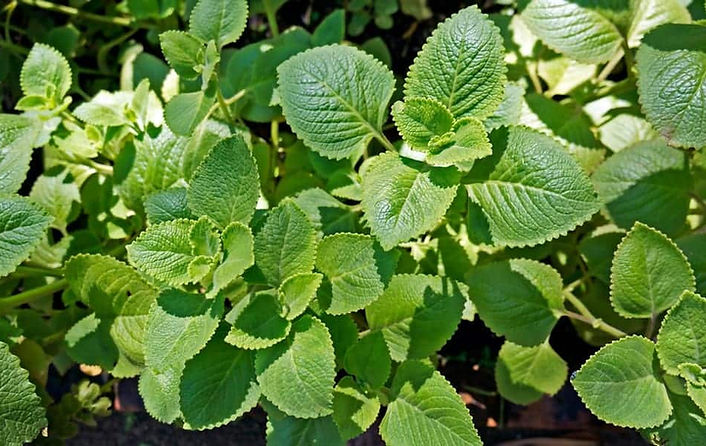 cuban-oregano-sep102020-min.jpg