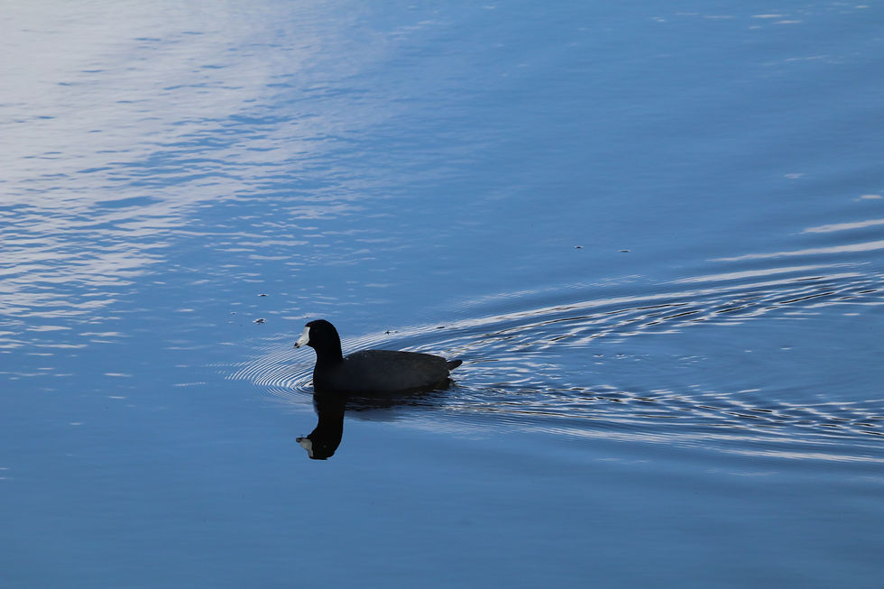 american coot