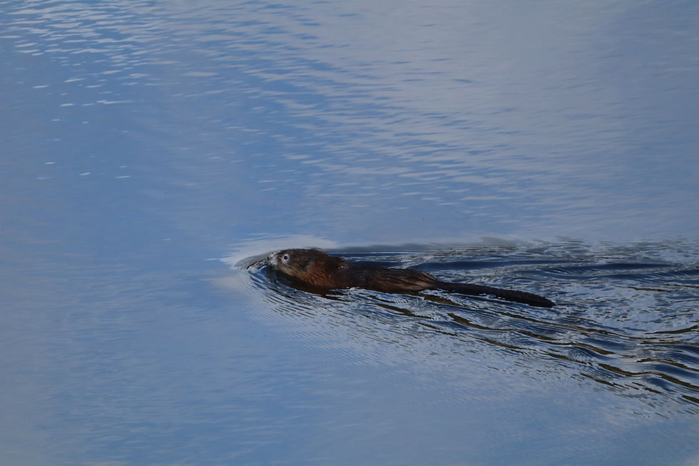 yellowstone beaver