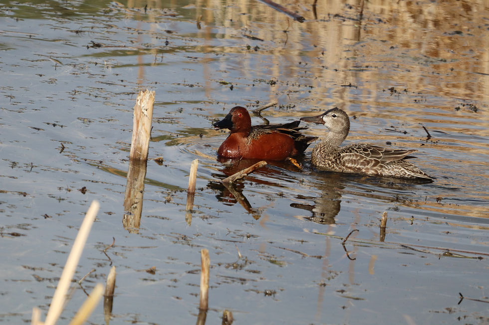 red american coot