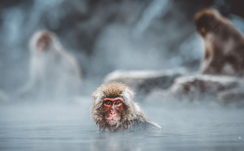 Monkey Bathing_edited.jpg