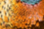 Pheasant Feathers.jpg