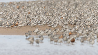 Take part in the Wetland Birds Survey (WeBS) with the BTO