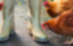 Farmsure Smallholders Hens & Wellies
