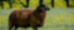 Difference (Cropped)
