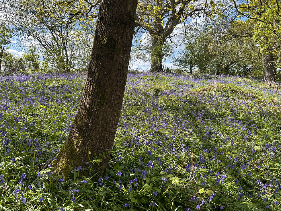 IMG_4863.jpeg