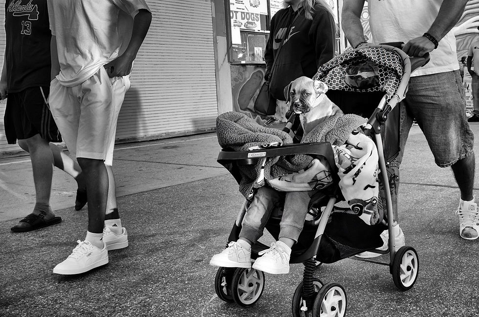 Thumbnail: DOGTOWN: The Pups of Venice Beach and their Humans. First Edition. Signed.