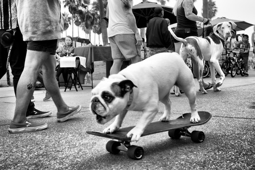 DOGTOWN: The Pups of Venice Beach and their Humans. First Edition