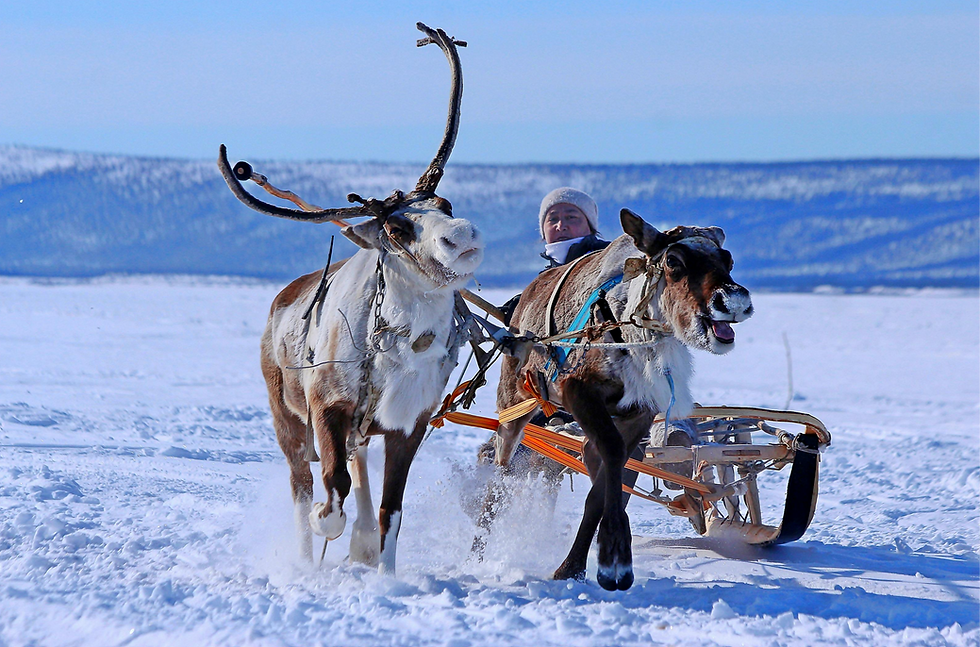 Besucher unternehmen eine Rentierschlittenfahrt durch eine schneebedeckte Winterlandschaft in Pajala.