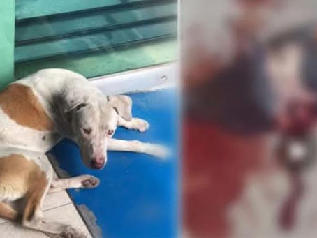 Jacona: Exigen Justicia y fin a la venta de pirotecnia tras la muerte de un perrito