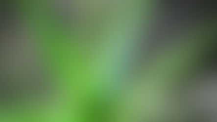 Les bienfaits de l’Aloe Véra sur la peau et la calvitie