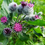 Thumbnail: Organic Burdock Root (Arctium Lappa)