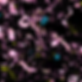 P029 PD56 HP3 NT_pS129_MJFR1_DAPI 2D Standard FIBRILS Orthogonal Projection 1.3X Crop 63X_