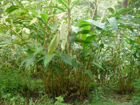 Cardamom_plant