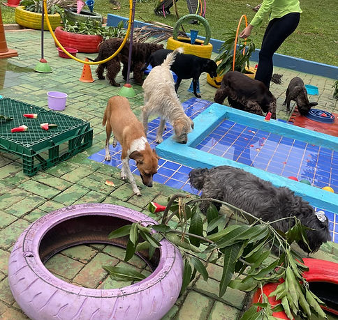 Safari Dog's Creche e Hotel Pet.