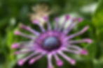 Spider Pink Osteospermum