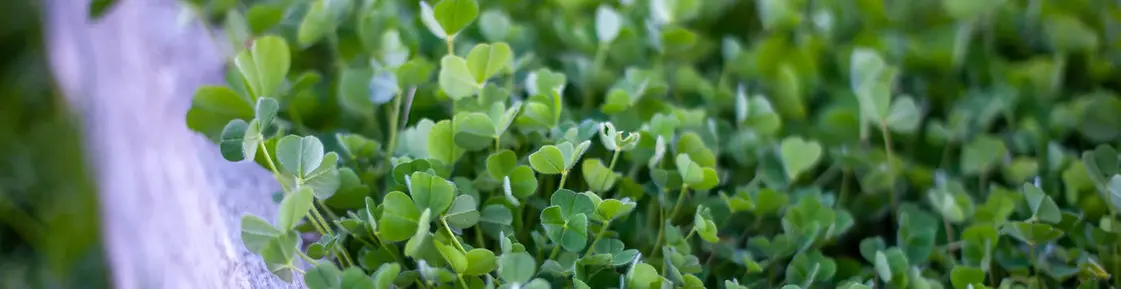 cover crop banner 001.webp